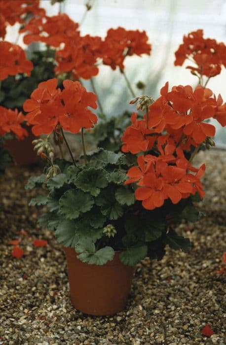 pelargonium 'United'