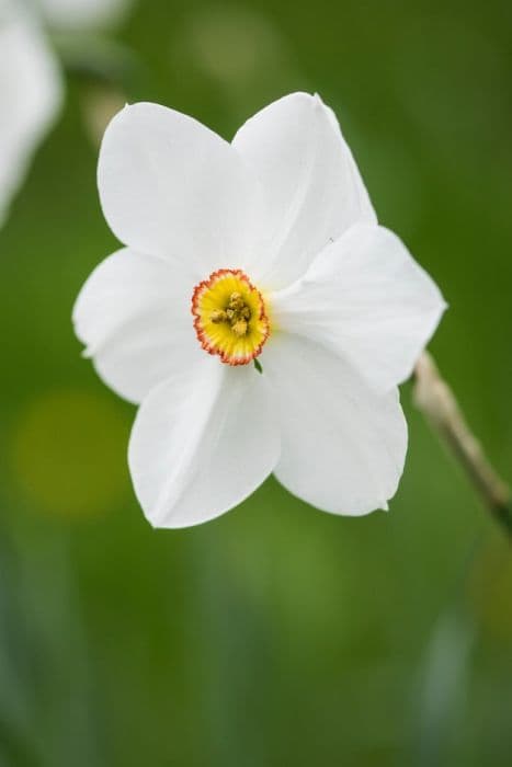 daffodil 'Actaea'