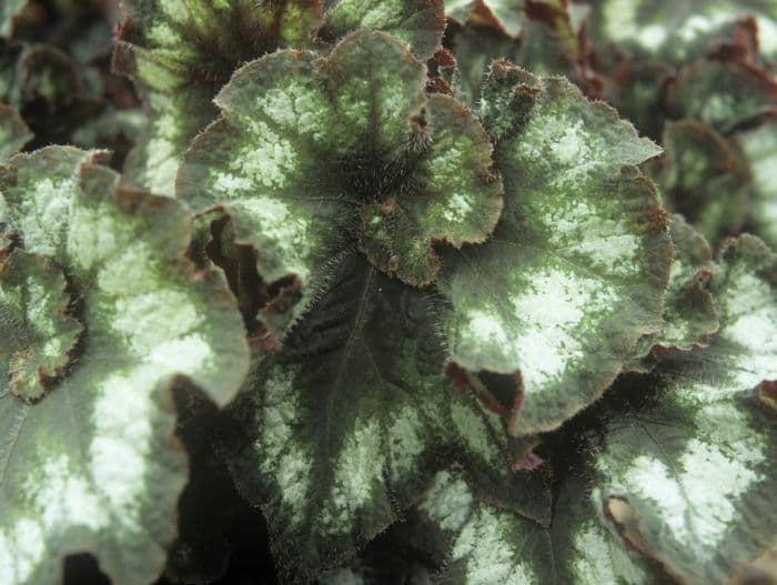 begonia 'Princess of Hanover'