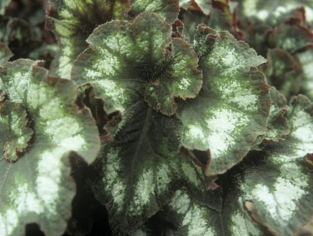 Begonia 'Princess of Hanover'