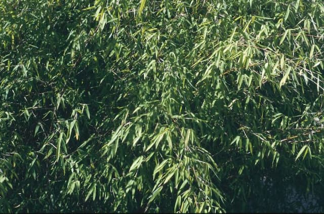 Chinese fountain bamboo