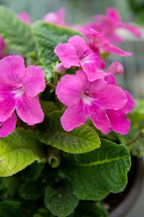 Cape primrose 'Rubina Pink'