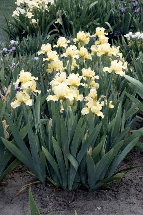 iris 'Sherbet Lemon'