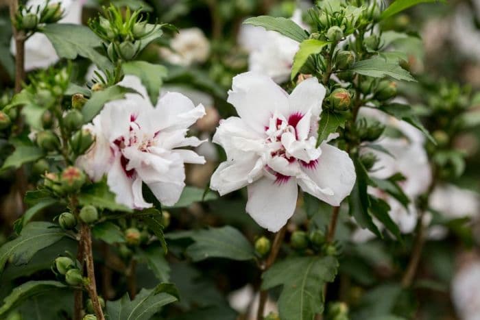 rose of Sharon 'Speciosus'