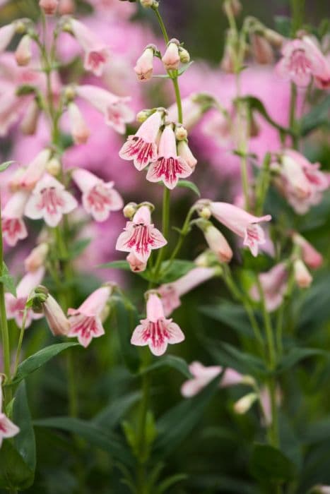 penstemon 'Hidcote Pink'