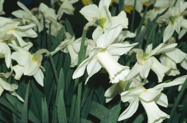 Daffodil 'Silent Valley'