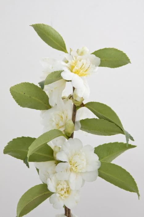 camellia 'Snow Flurry'