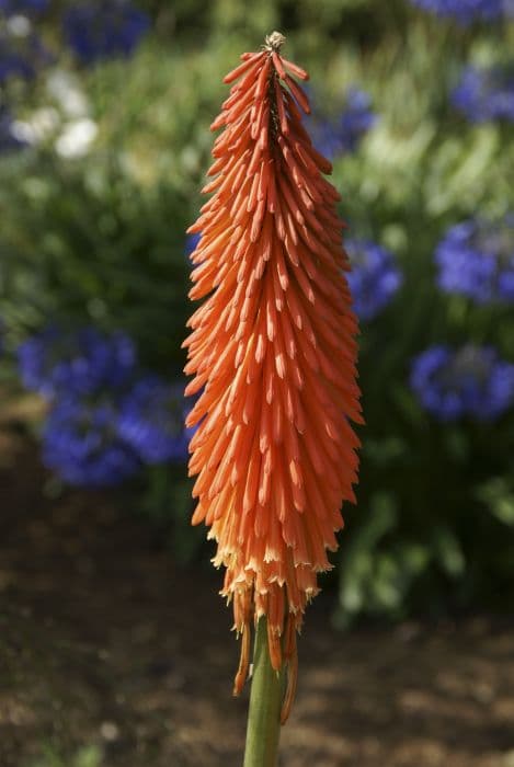Red-hot poker 'Lord Roberts'