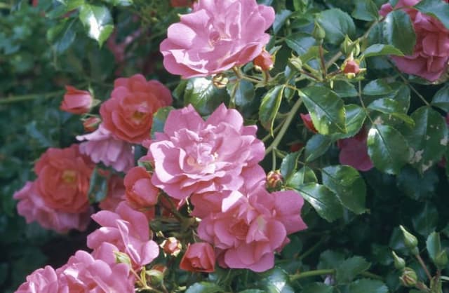 Rose [Pink Flower Carpet]