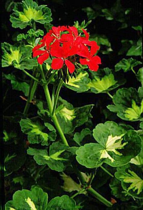 pelargonium 'Happy Thought'