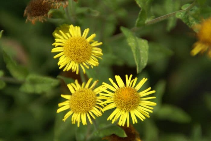 common fleabane