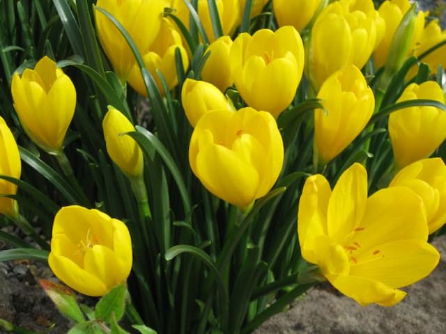 Winter daffodil