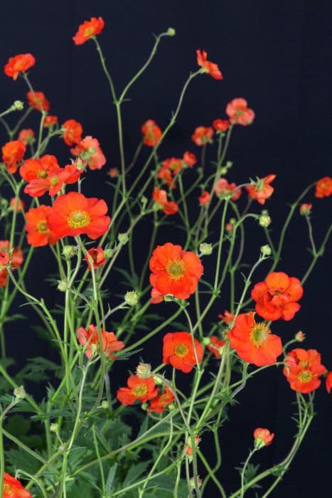 avens 'Scarlet Tempest'