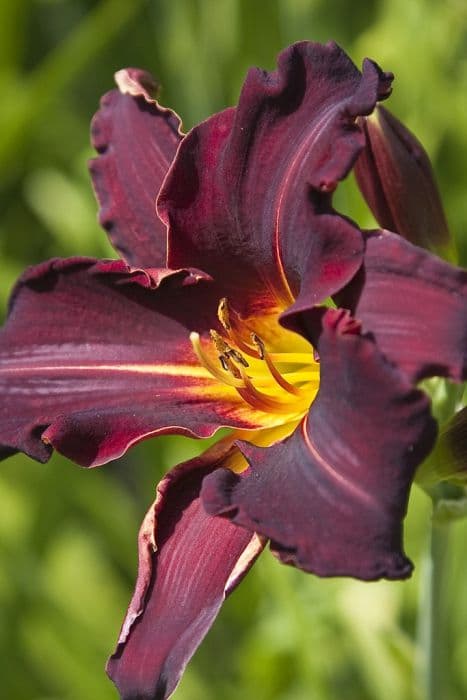 daylily 'Ed Murray'