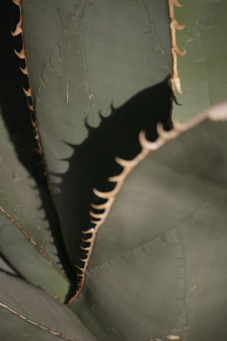 chalk agave