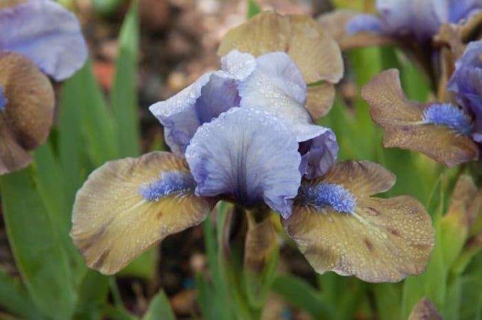 iris 'Hocus Pocus'