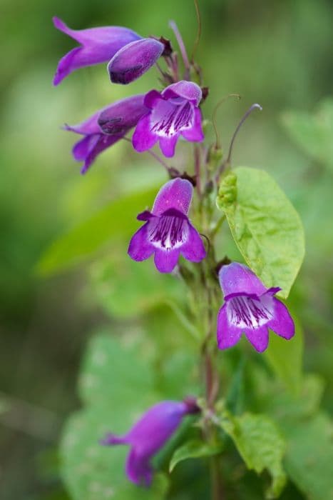 cascade penstemon