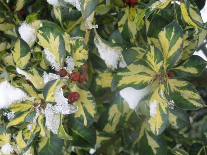 holly 'Ripley Gold'