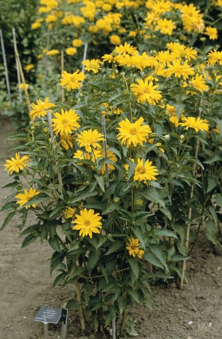 North American ox-eye 'Sonnenglut'