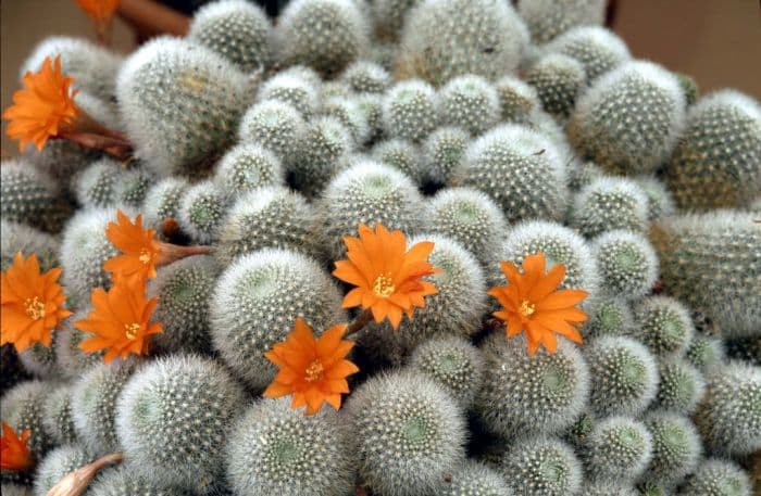 little mouse crown cactus