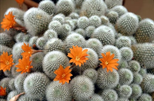 Little mouse crown cactus