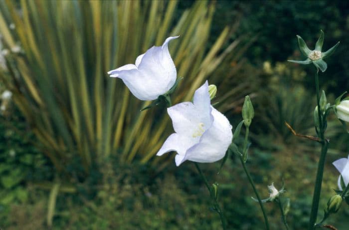 bellflower 'Chettle Charm'