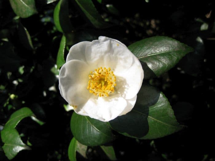 common camellia