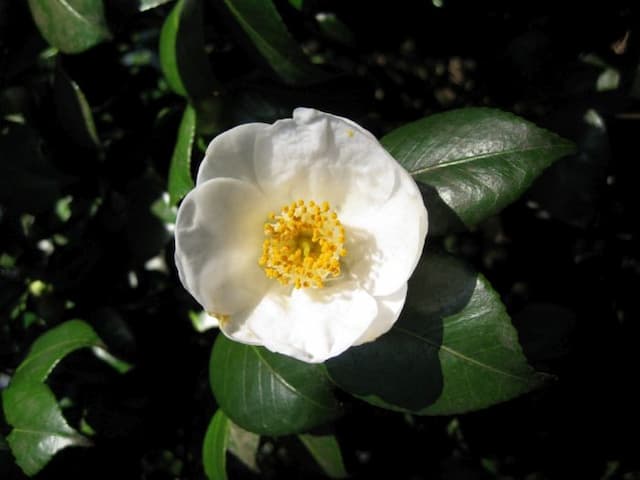 Common camellia