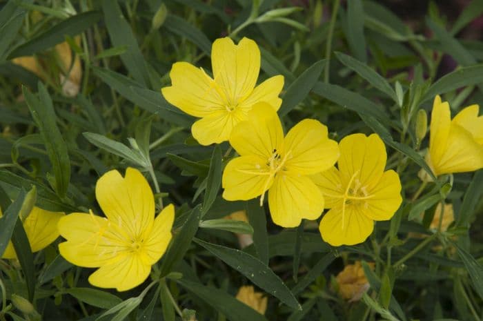 evening primrose 'African Sun'