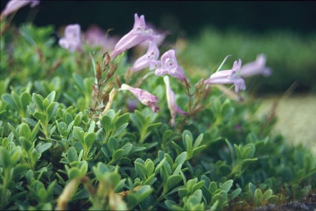 Rock penstemon