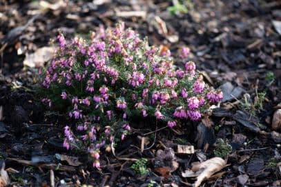 heather 'King George'