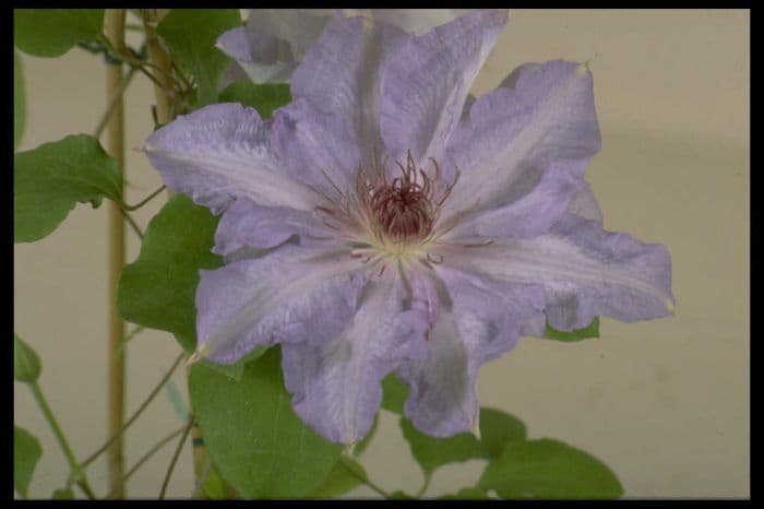 clematis 'Lilactime'