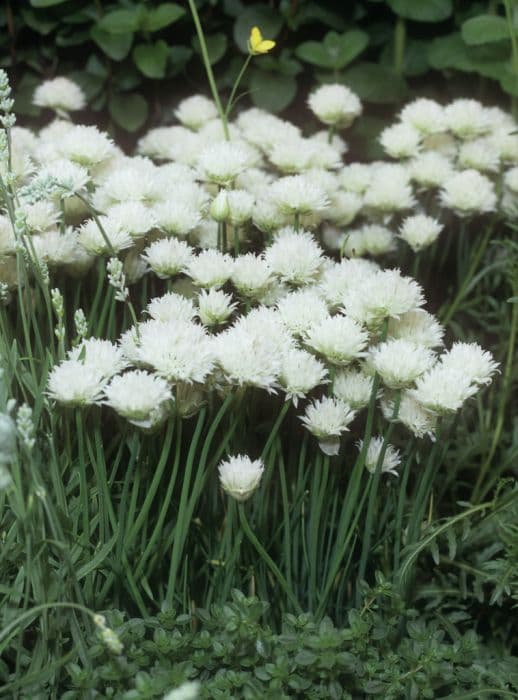 white-flowered chives