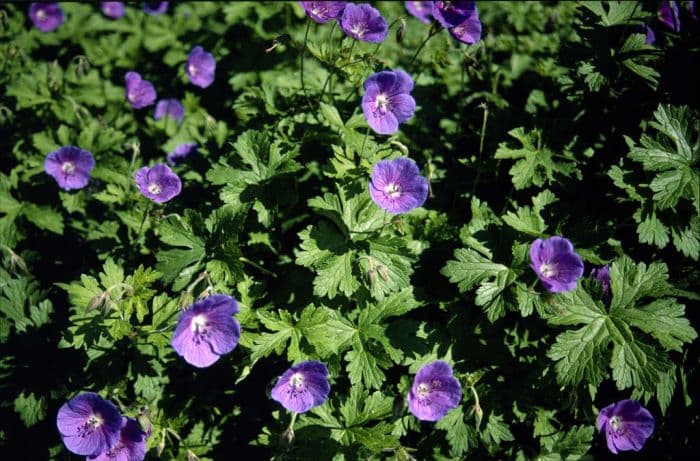 Himalayan cranesbill