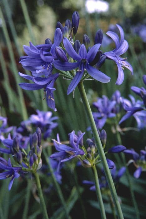 African lily 'Lilliput'