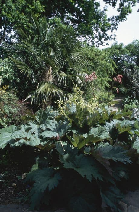 rhubarb 'Bowles's Crimson'