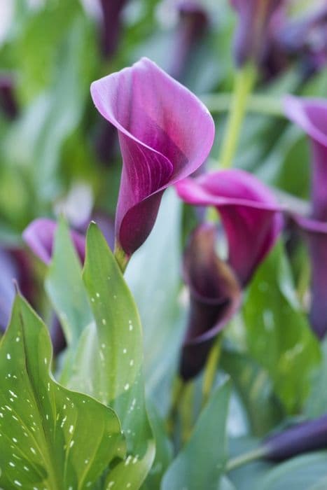 arum lily 'Saigon'