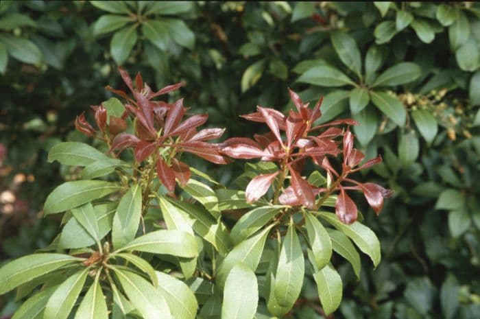 pieris 'Mountain Fire'