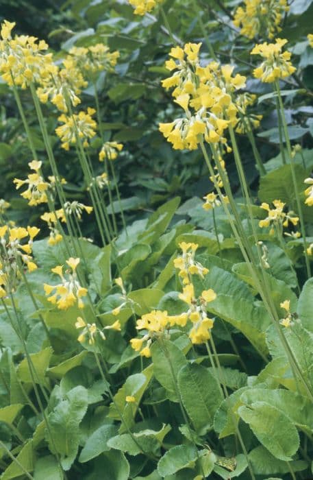 Tibetan cowslip