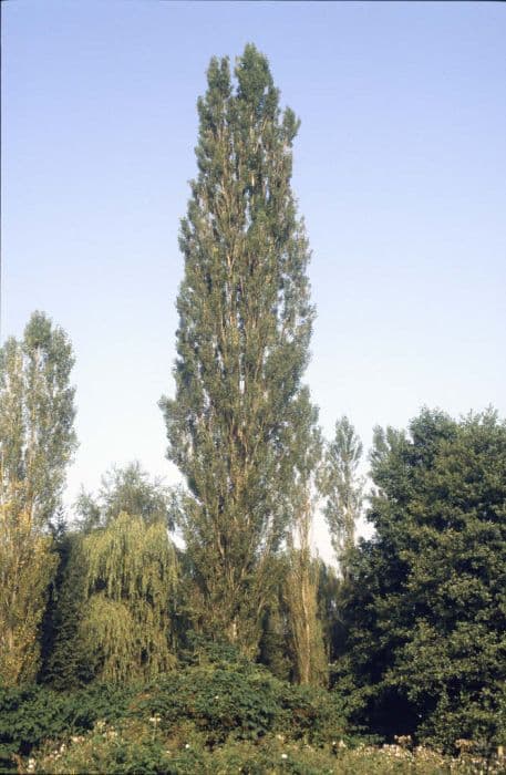 Lombardy poplar