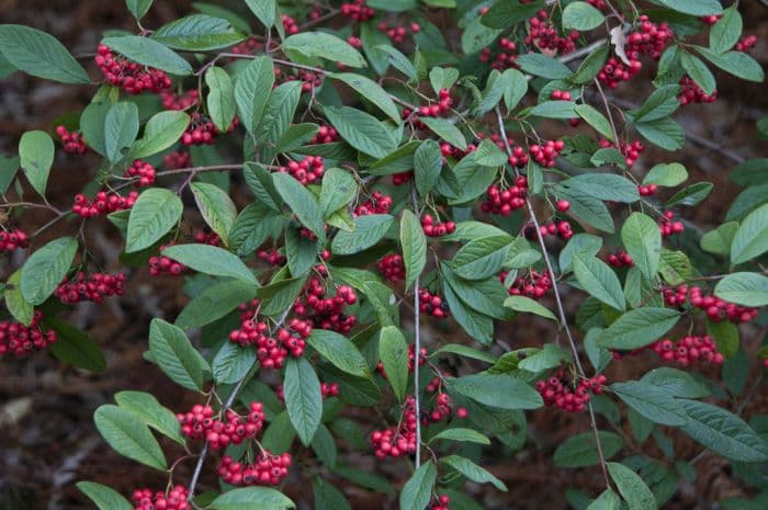 cotoneaster 'Avonbank'