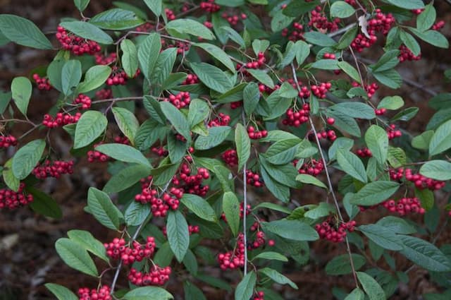 Cotoneaster 'Avonbank'