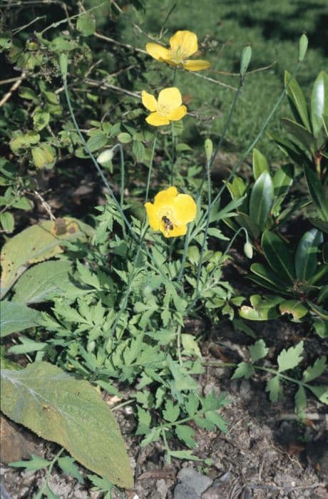 Welsh poppy