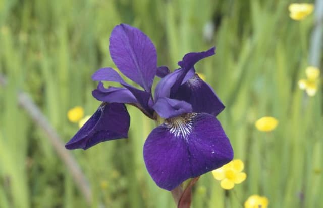 Delavay iris