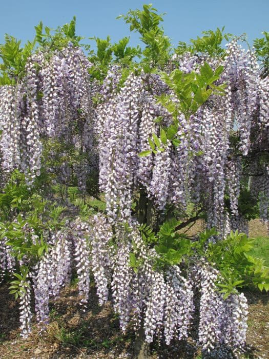 Valder's wisteria 'Burford'