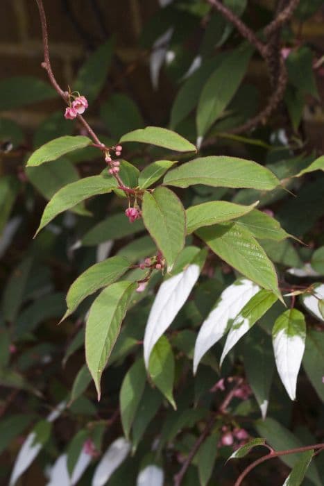 rosy crab-apple kiwi