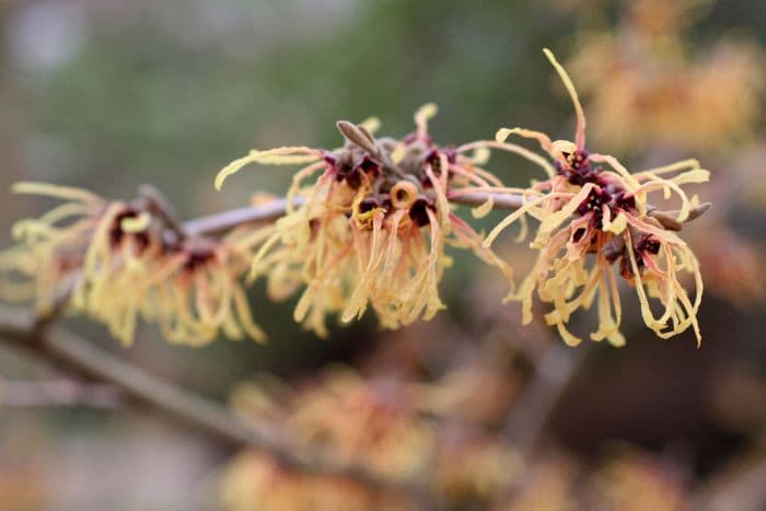 witch hazel 'Aurora'