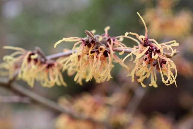 Witch hazel 'Aurora'