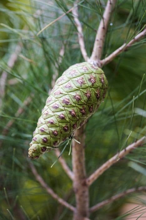 Aleppo pine