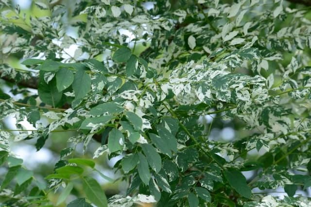 Kentucky coffee tree 'Variegata'